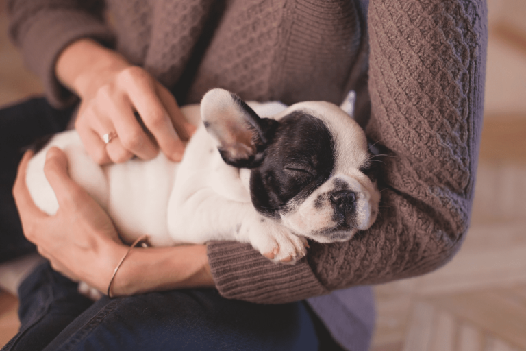 Como melhorar o bem-estar do seu animal de estimação