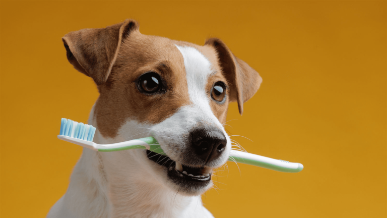 A Importância da Escovação dos Dentes do Seu Animal de Estimação e Como Iniciar