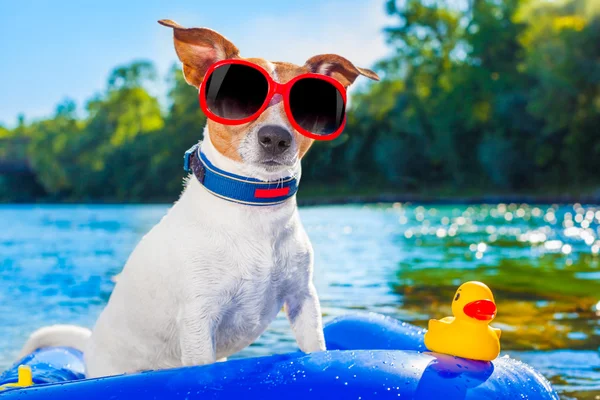 Segurança Na Piscina Para Seu Cão