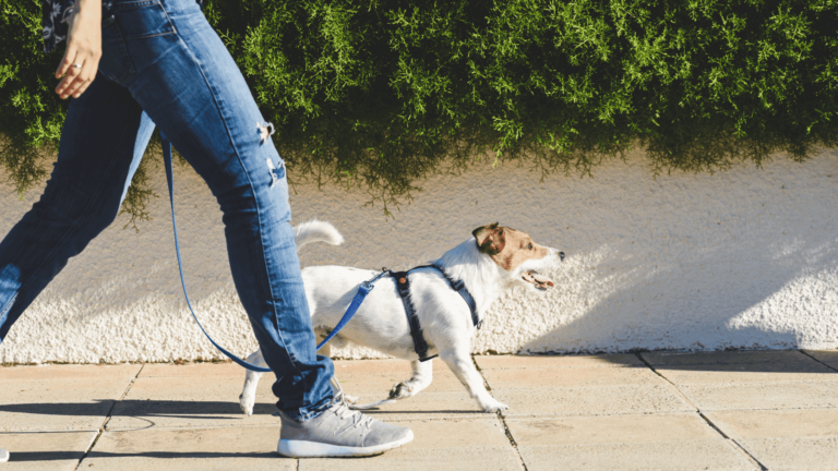 Encontre a coleira certa para o seu cachorro