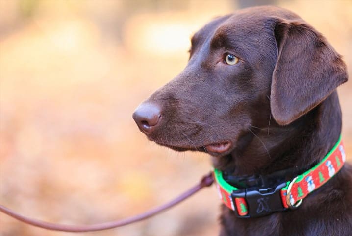 tipos de coleira para cachorro 1