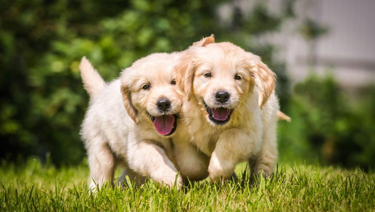 Socialização de Cachorro