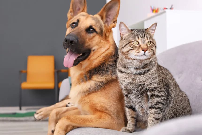 Socialização para Cães e Gatos