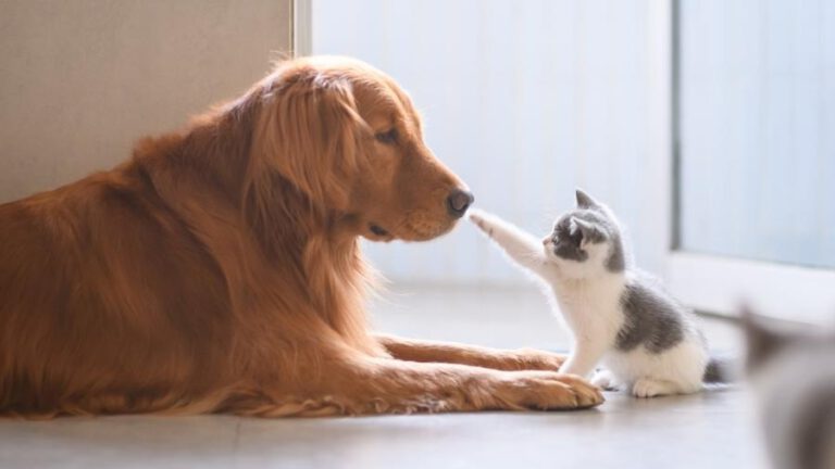 A Importância da Socialização para Cães e Gatos